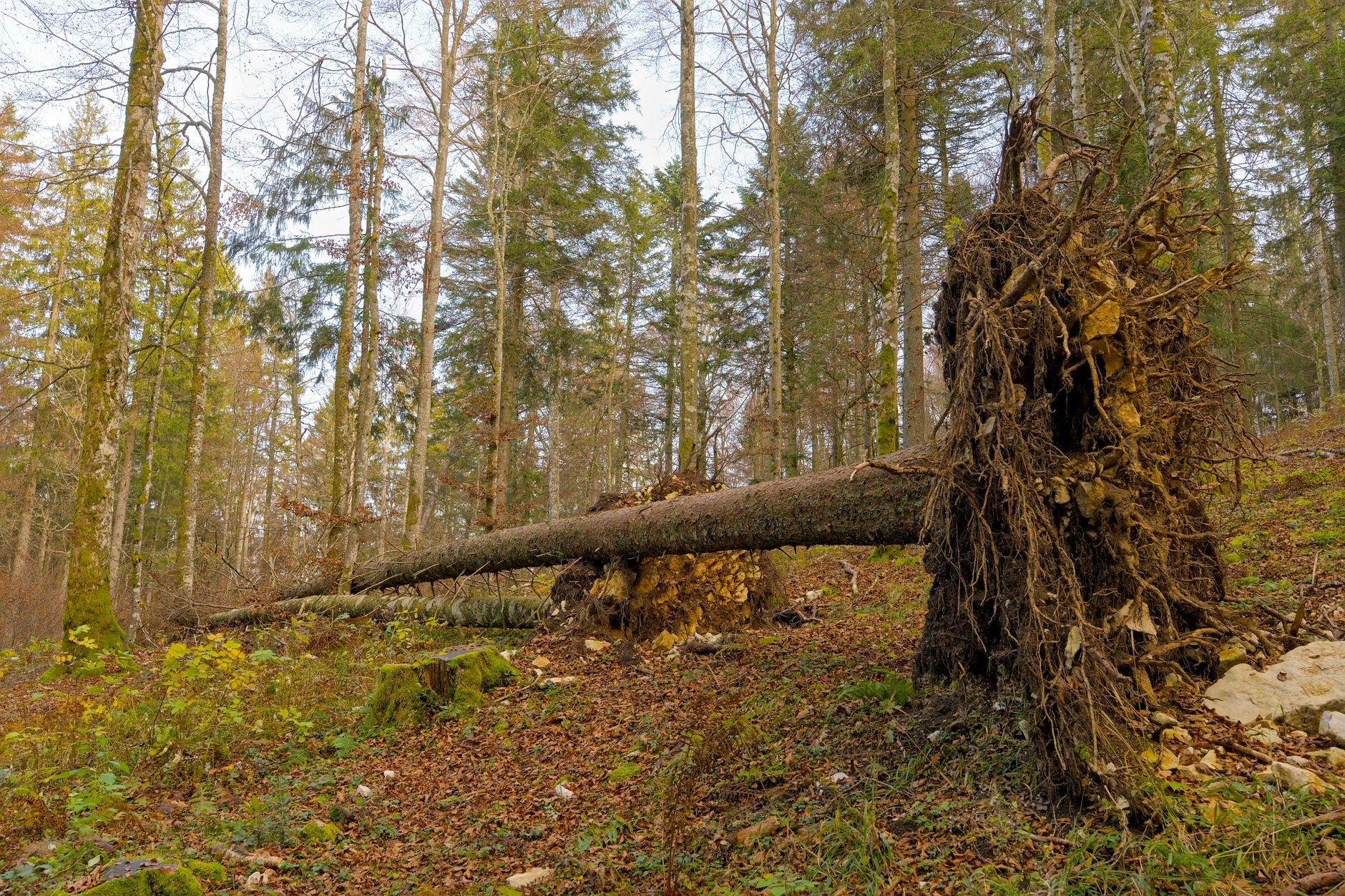 Enlèvement arbre urgence à Saint-Denis